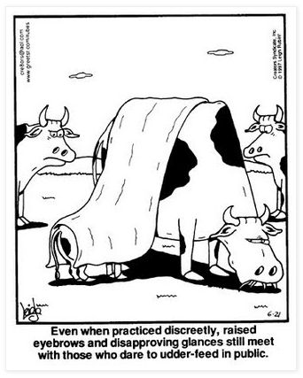 Cow nursing